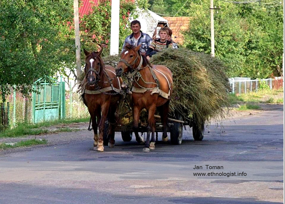 The man with horses in the Ukraine