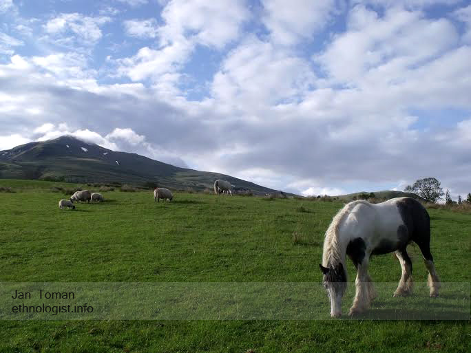  Zvířata Tombreck farmy, v pozadí hora Ben Lawer. Foto: Jan Toman