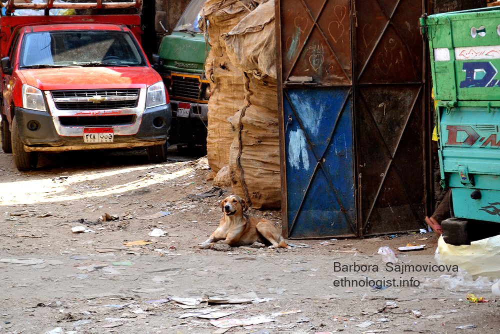 The resting dog in the Garbage City. Photo: Barbora Sajmovicova, 2011, Nikon D3100.