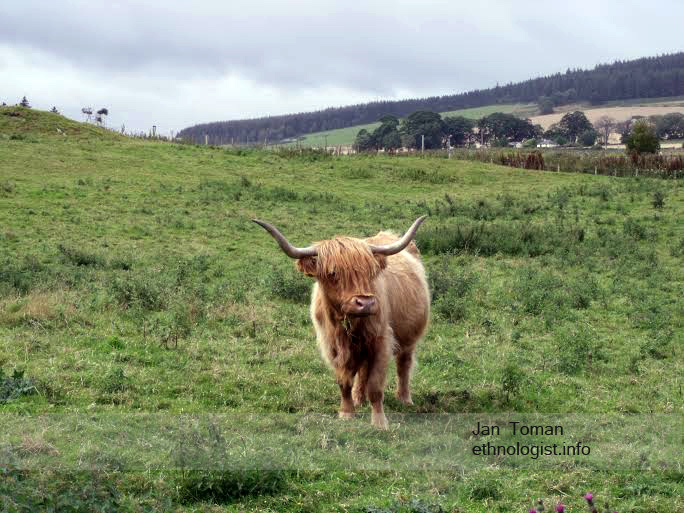 The Highland cattle near to the village of Allness in Northern Scotland. Photo: Jan Toman