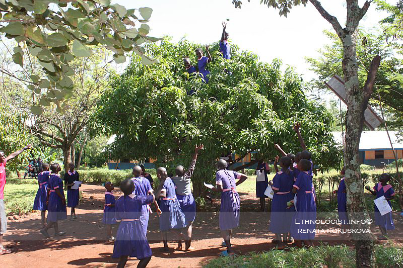 The harvesting of mango in school garden. Photo: Renata Rokuskova