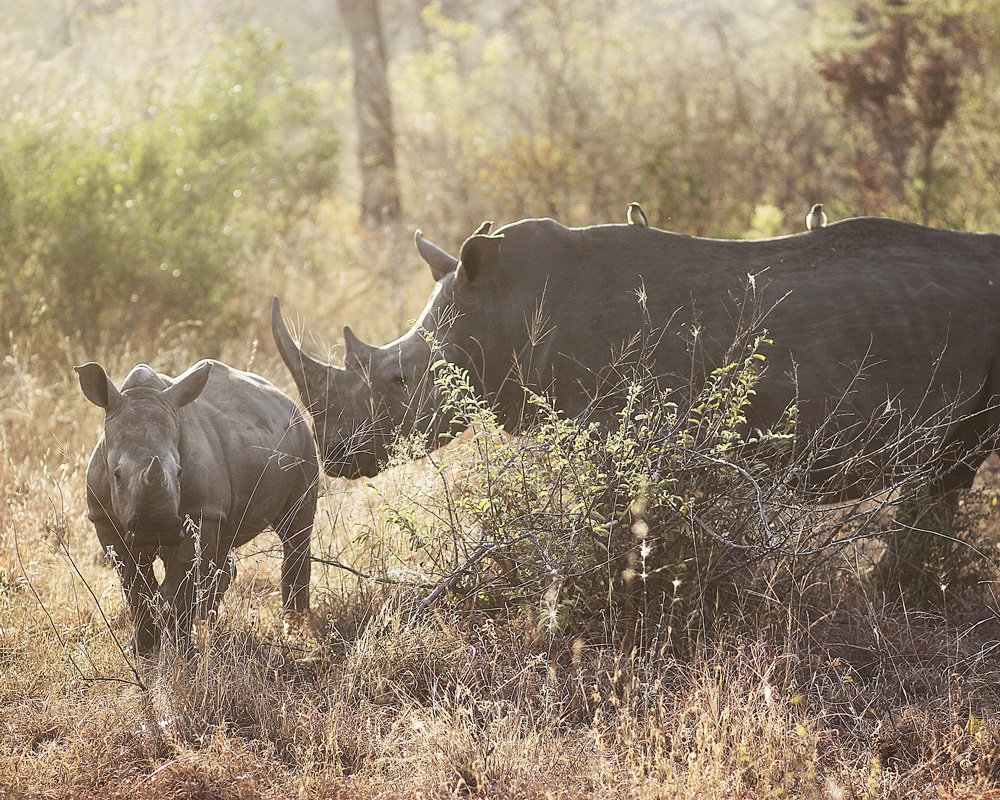 Nosorožci patří mezi kriticky ohrožená zvířata. Foto: CCO Creative Commons (PX)
