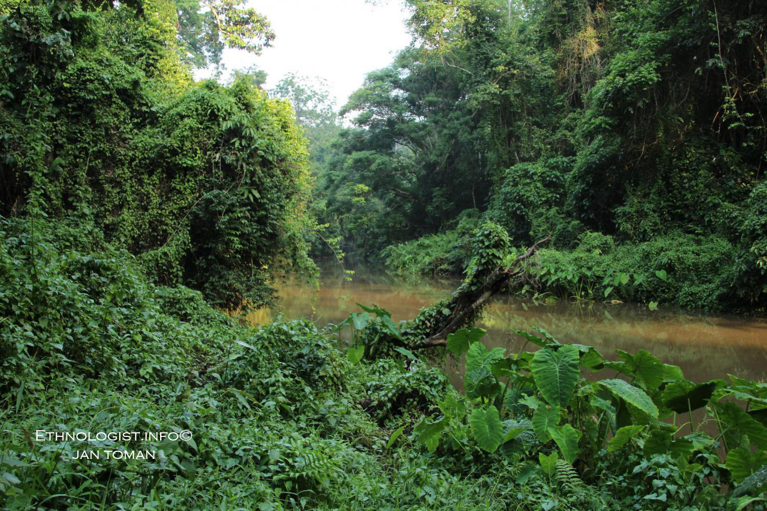 Hustý tropický les v Národním parku Khao Yai. Foto: Jan Toman, Thajsko, 2017.