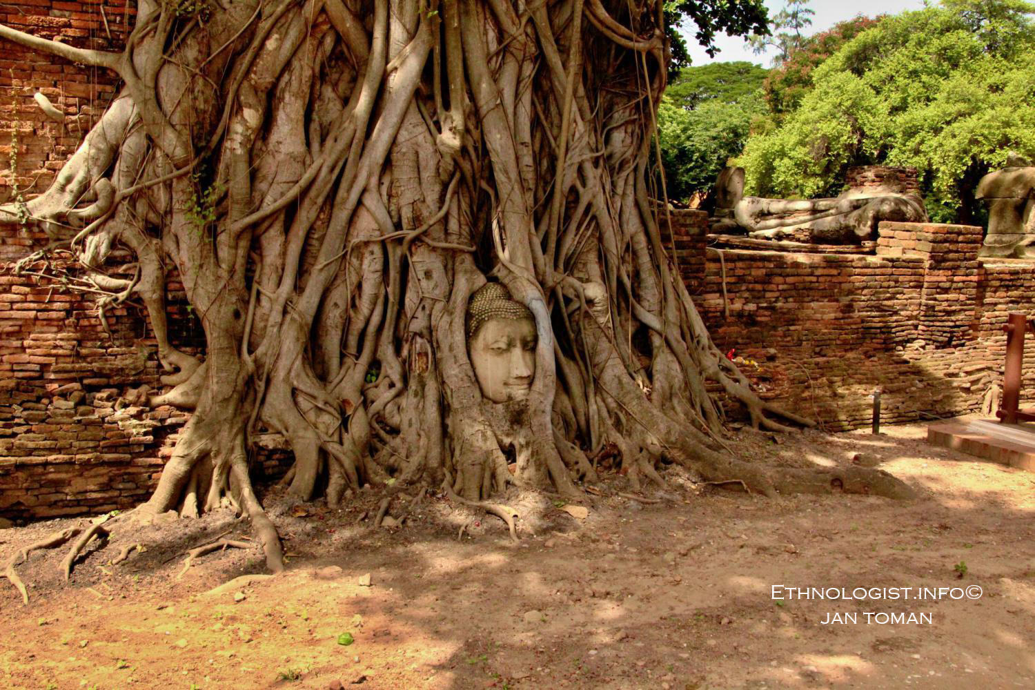 Hlava Buddhy v kořenech stromů v historickém hlavním městě Thajska Ayutthaya. Foto: Jan Toman, Thajsko, 2017.