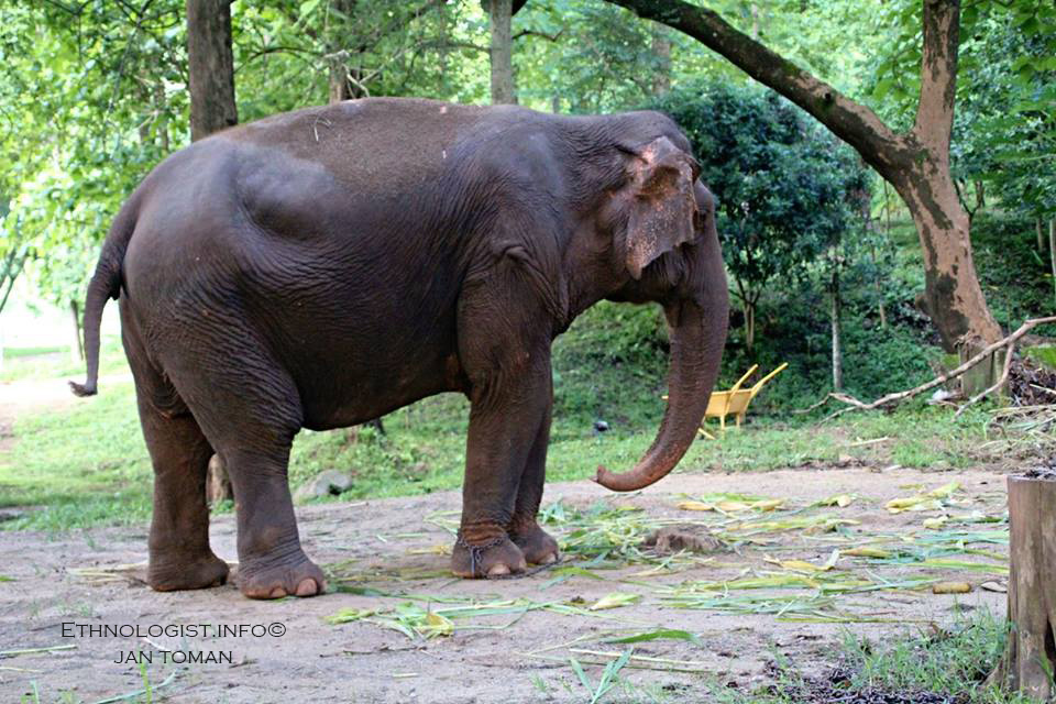 Slon žijící v zajetí v Thajsku. Foto: Jan Toman